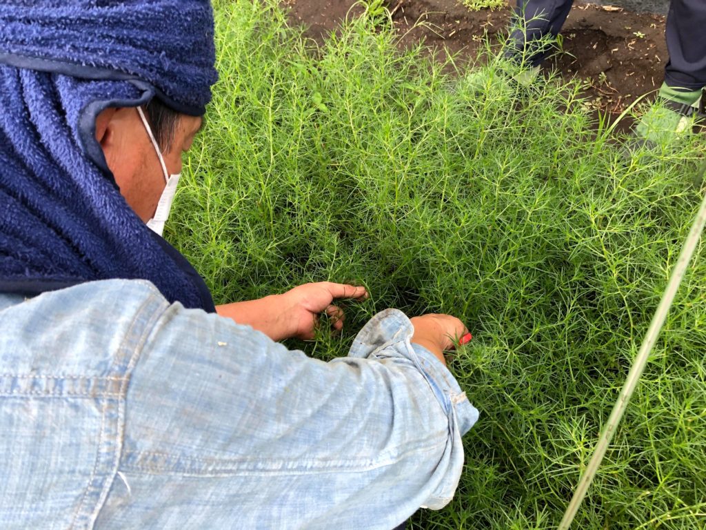 おかのり おか野菜シリーズ 畑の海藻 愛の野菜伝道師