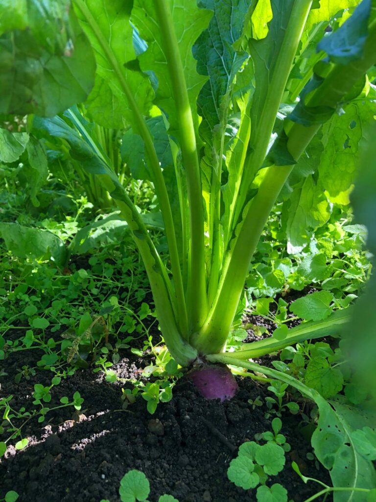 やさい野沢菜 愛の野菜伝道師